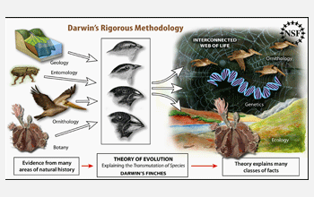 Illustration about Darwins rigorous methodology for studying natural phenomena